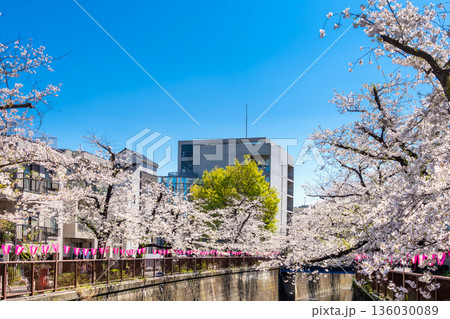 東京・目黒川沿いに咲く桜並木 136030089