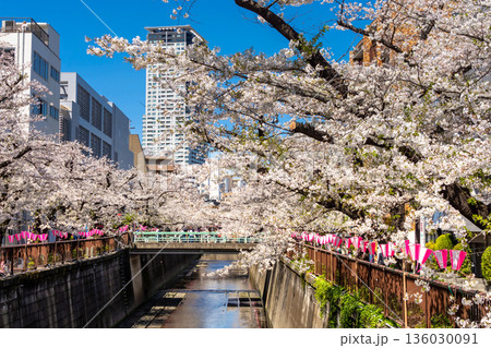 東京・目黒川沿いに咲く桜並木 東京・目黒川沿いに咲く桜並木 136030091
