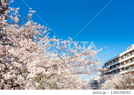 東京・目黒川沿いに咲く桜並木 東京・目黒川沿いに咲く桜並木 136030092
