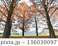 紅葉したメタセコイアの大木 136030097