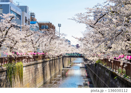 東京・目黒川満開の桜 136030112