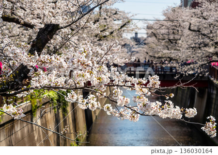 東京・目黒川満開の桜 136030164