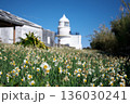 水仙の花が咲く、水仙畑と灯台 136030241