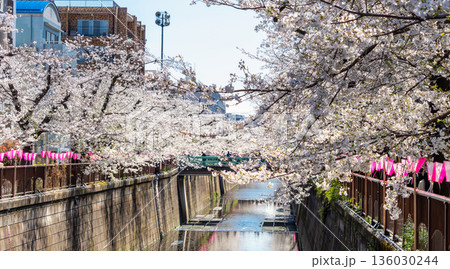 東京・目黒川満開の桜 東京・目黒川満開の桜 136030244
