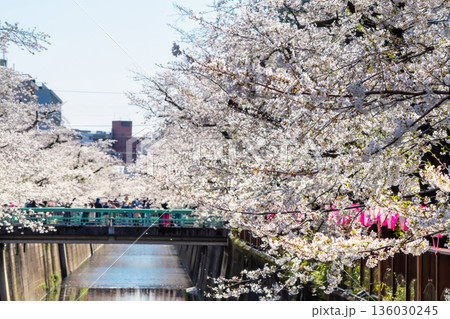 東京・目黒川満開の桜 136030245