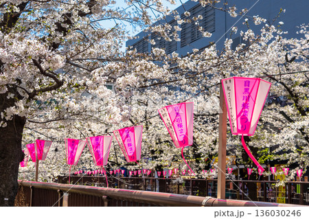東京・目黒川満開の桜 東京・目黒川満開の桜 136030246