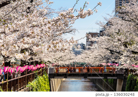 東京・目黒川満開の桜 東京・目黒川満開の桜 136030248