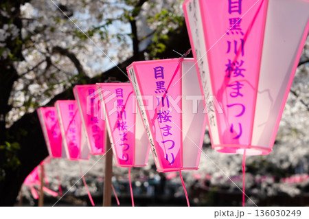 東京・目黒川満開の桜 東京・目黒川満開の桜 136030249