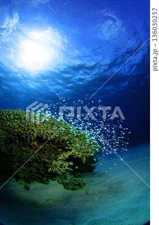 珊瑚礁 珊瑚礁 136030257