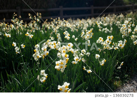 斜面に咲く水仙 136030278