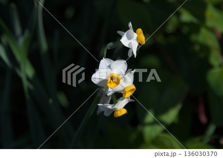 冬の野原に咲くフサザキスイセンの白い花 136030370
