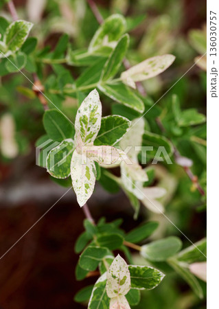 ハクロニシキ 136030757