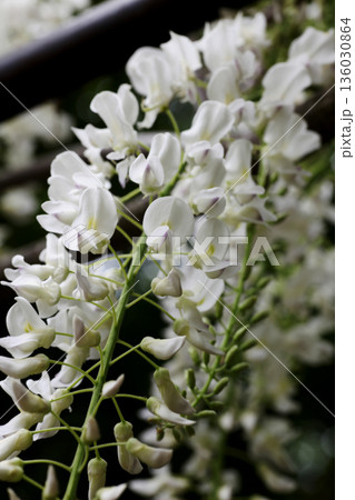 白い藤の花 136030864