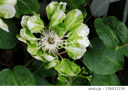 クレマチス 'グリーン・パッション' クレマチス 'グリーン・パッション' 136031150
