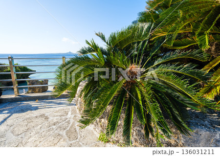 沖縄で見つけた南国の豊かな自然と文化を感じる風景 沖縄で見つけた南国の豊かな自然と文化を感じる風景 136031211