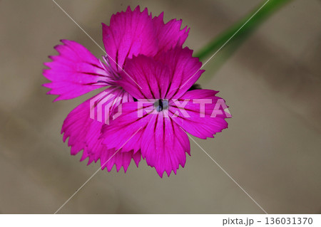 ヒメナデシコ 136031370