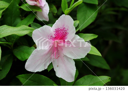 ツツジの花 136031420
