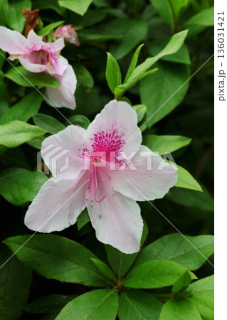 ツツジの花 136031421