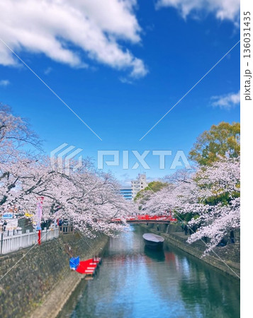 桜の咲く川 桜の咲く川 136031435