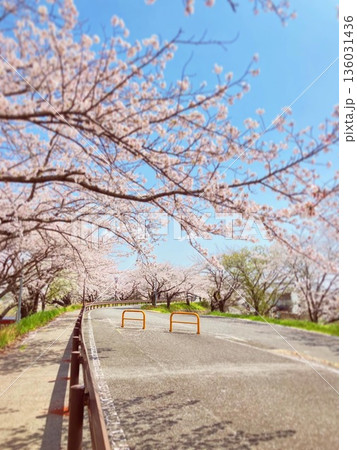桜並木 136031436