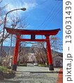 鳥居と桜 136031439
