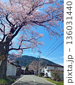 散歩中の桜 136031440