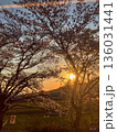 夕暮れと桜 136031441