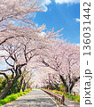 桜のトンネル 136031442