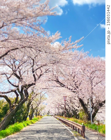 桜のトンネル 桜のトンネル 136031442