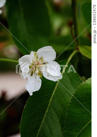 セイヨウナシの花 セイヨウナシの花 136031479
