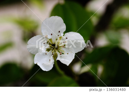 セイヨウナシの花 136031480