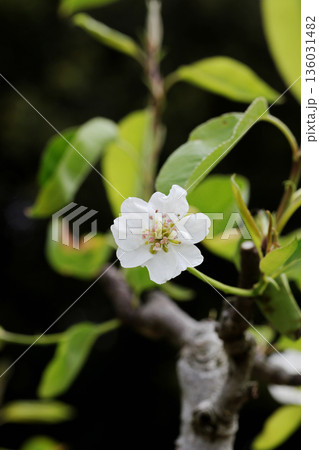セイヨウナシの花 136031482