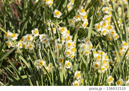 スイセンの花 136031520
