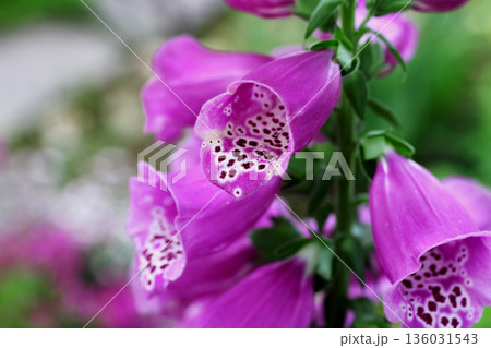 ジギタリス 136031543