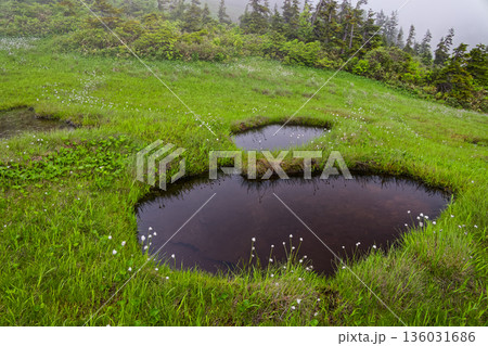 霧に煙る会津駒ヶ岳稜線の湿原 136031686