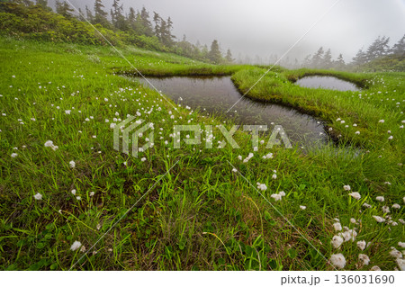 霧に煙る会津駒ヶ岳稜線の湿原とワタスゲ 霧に煙る会津駒ヶ岳稜線の湿原とワタスゲ 136031690