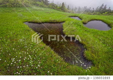 ワタスゲ咲く霧に煙る会津駒ヶ岳稜線の湿原 ワタスゲ咲く霧に煙る会津駒ヶ岳稜線の湿原 136031693