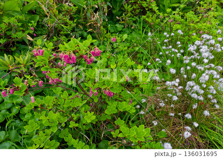 会津駒ヶ岳稜線のドウダンツツジとワタスゲ 会津駒ヶ岳稜線のドウダンツツジとワタスゲ 136031695