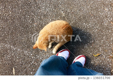 人の足元を歩くサクラ耳の地域猫 136031700