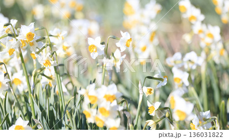 三浦半島の早春の名物水仙ロード 136031822
