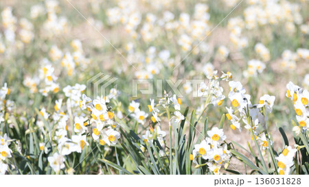 三浦半島の早春の名物水仙ロード 136031828