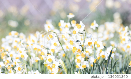 三浦半島の早春の名物水仙ロード 136031840