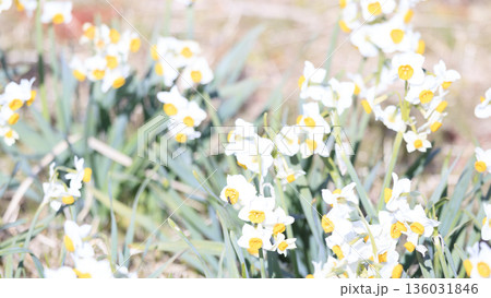 三浦半島の早春の名物水仙ロード 三浦半島の早春の名物水仙ロード 136031846