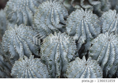 サボテン 136031859