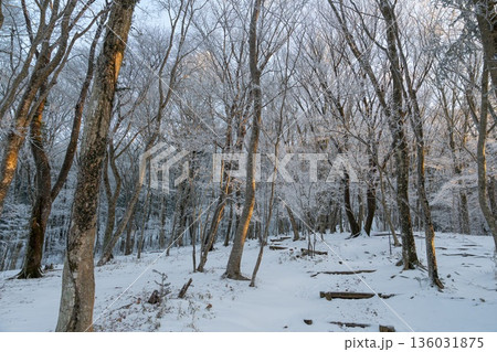 美しい霧氷の森を歩く 136031875