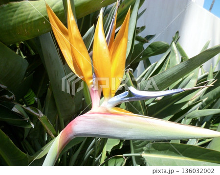 ロサンゼルス ベニスビーチ ロサンゼルス ベニスビーチ 136032002