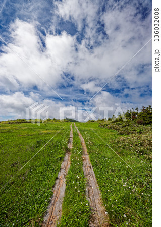 ワタスゲ咲く会津駒ヶ岳稜線の草原 ワタスゲ咲く会津駒ヶ岳稜線の草原 136032008
