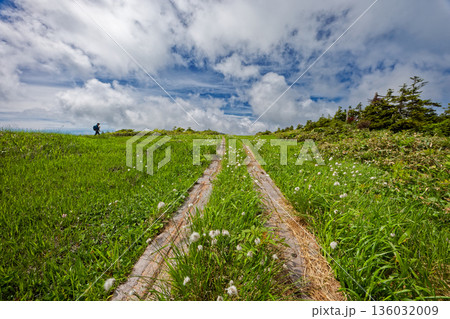 ワタスゲ咲く会津駒ヶ岳稜線の草原 136032009