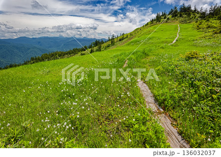 ワタスゲ咲く会津駒ヶ岳・大津岐峠間の湿原 ワタスゲ咲く会津駒ヶ岳・大津岐峠間の湿原 136032037