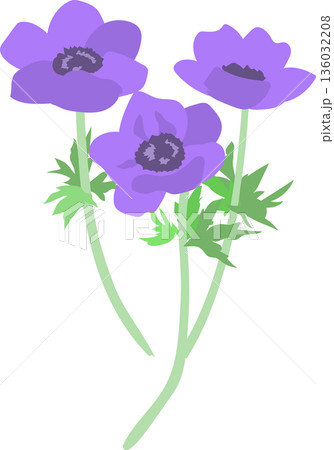アネモネの花のイラスト アネモネの花のイラスト 136032208